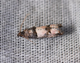 1511   Notocelia incarnatana  076.jpg