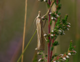 1841   Catoptria lythargyrella  070.jpg