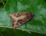 2880   Celaena leucostigma  149.jpg