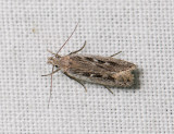 1005 Gelechia sabinellus 253.jpg