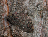 2409   Triphosa dubitata  129.jpg