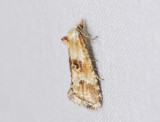 1187   Cochylimorpha alternana  246.jpg