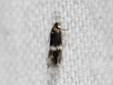 0119   Ectoedemia occultella  6778.jpg