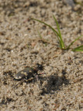 Cicindela hybrida  0115.jpg