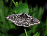 1957   Saturnia pavonia  013.jpg