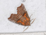 2623   Scoliopteryx libatrix  018.jpg