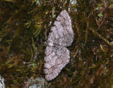 2247   Aethalura punctulata  007.jpg