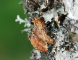 2544   Ptilodon capucina  096.jpg