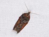 1256   Acleris hastiana  008.jpg