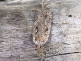 0562   Agonopterix ocellana  037.jpg