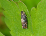 1591   Pammene albuginana  023.jpg