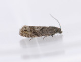 1595   Pammene luedersiana  086.jpg