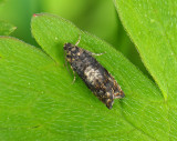 1591   Pammene albuginana  014.jpg