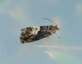 1591   Pammene albuginana  010.jpg