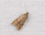 0998 Pseudotelphusa paripunctella 142.jpg