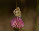 2063   Plebejus idas  2803.jpg