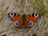 2100   Inachis io  8183.jpg