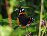 2098   Vanessa atalanta  8525.jpg