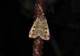 3056 Naenia typica 4096.jpg