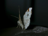 2184   Macaria notata  8701.jpg