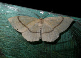 2287   Cyclophora quercimontaria  5723.jpg