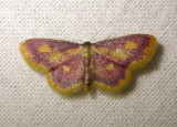 2308   Idaea muricata  7064.jpg