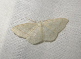 2305   Scopula floslactata  4617.jpg