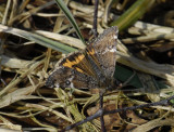 2176   Archiearis parthenias  2559.jpg