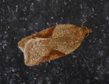 1261   Acleris ferrugana  2569.jpg