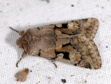 2740   Orthosia gothica  2625.jpg
