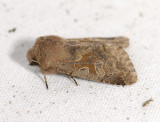 2740   Orthosia gothica  3551.jpg