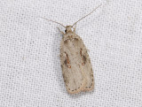 0562   Agonopterix ocellana  3751.jpg