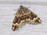 2362   Lampropteryx suffumata  3889.jpg