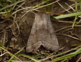 2739   Orthosia opima  3906.jpg