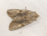 2768   Lithophane socia  3981.jpg