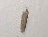 1267   Acleris lipsiana  4053.jpg