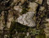 3081   Nola confusalis  4575.jpg