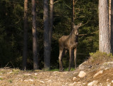 Alces alces  4525.jpg