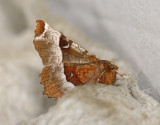 2213   Selenia tetralunaria  4542.jpg