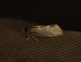 0167   Incurvaria pectinea  4583.jpg