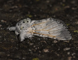 2528   Cerura vinula  4647.jpg