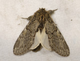 2551   Peridea anceps  4820.jpg