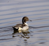 Northern Pintail-Bosque del Apache NM
