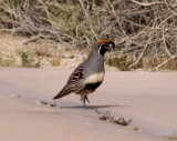 Gambels Quail at 29 Palm Oasis CA