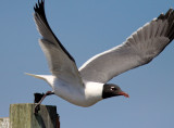 Laughing Gull at Asateague VA