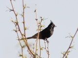 Phaenopepla near Joshua Tree NP CA