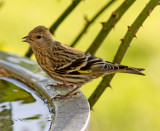 Pine Siskin at feeder in Santa Cruz CA