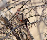 Pyrrhuloxia near San Pedro AZ