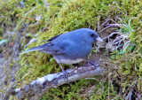 Slate-colored Junco along Blue Ridge Parkway VA