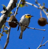 Yellow-throated Warbler in the Ozarks, MO